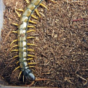 Skolopendra cingulata ''BLACK'' 4-5cm(Greece)