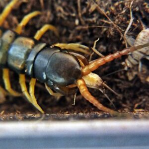 Skolopendra cingulata ''BLACK'' 4-5cm(Greece)