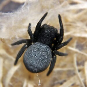 Eresus walckenaeri female 1.2-1.5 cm body