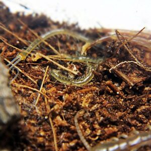 Otostigmus cf. sulcipes 1cm