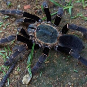 Ornithoctoninae sp viridis 3.FH