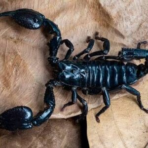 Heterometrus longimanus i3-4